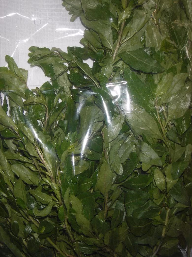 Sau này, nhờ vị hơi đắt ngọt và mùi thơm đặc trưng, người dân địa phương hái đọt non và lá để chế biến món ăn. Ảnh: Internet