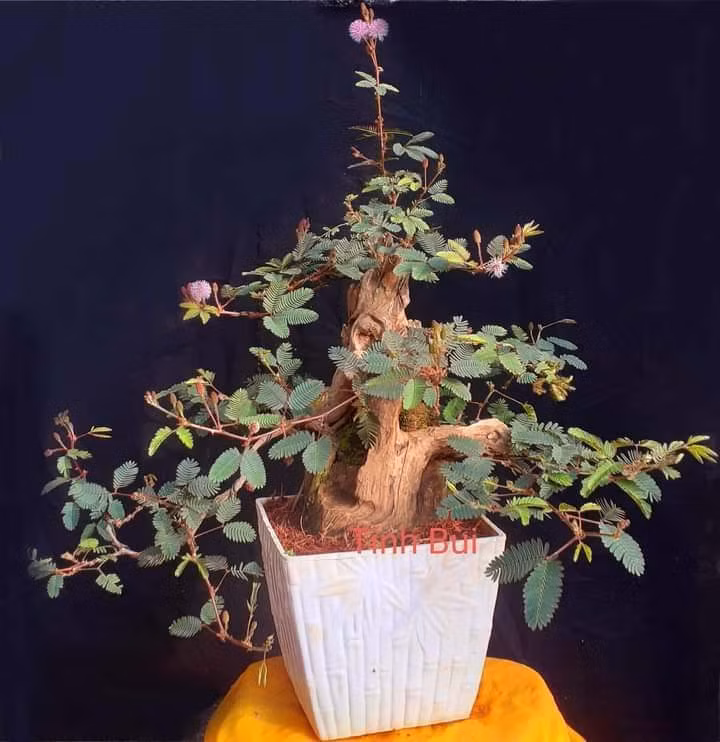 Đáng chú ý, có những tác phẩm bonsai hoa trinh nữ giá lên tới vài chục triệu đồng. Ảnh: Vietnamnet