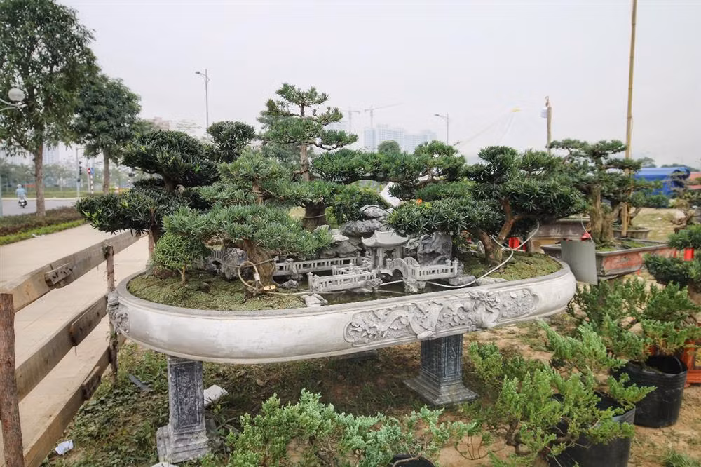 Để tạo ra một tổng thể đẹp mắt, chủ nhân phải lựa chọn từ rất nhiều cây tùng khác nhau. Ảnh: Dân trí