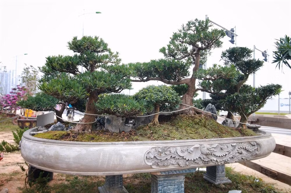 Xuất hiện tại Triển lãm sinh vật Cảnh Việt Nam (Bắc Từ Liêm, Hà Nội) cách đây 2 năm, tác phẩm "Đồi tùng La Hán" của anh Tùng Hậu (Hải Dương) thu hút sự chú ý của đông đảo khách tham quan. Ảnh: Dân trí