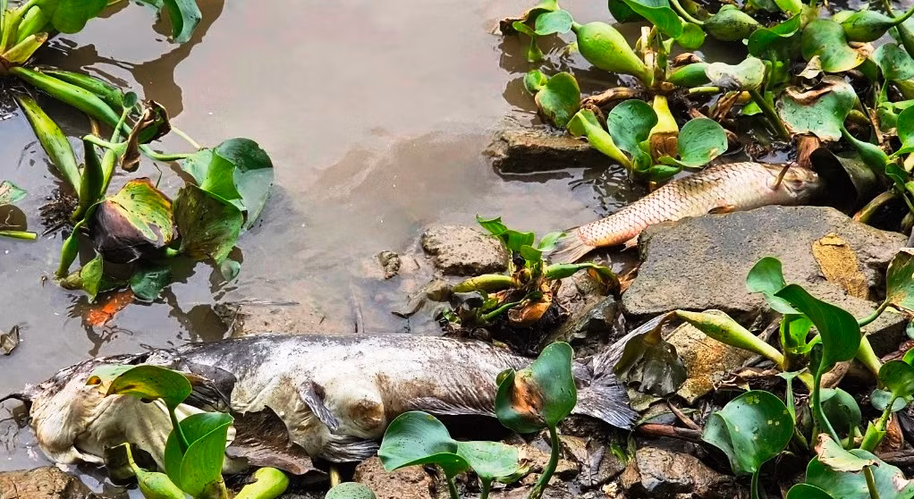 Mùi cá chết khiến người dân sống ven sông khó chịu.