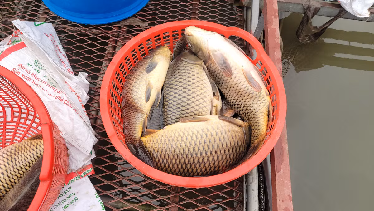 Những con cá yếu được người dân vớt lên mang bán thu hồi vốn, gỡ gạc khó khăn.