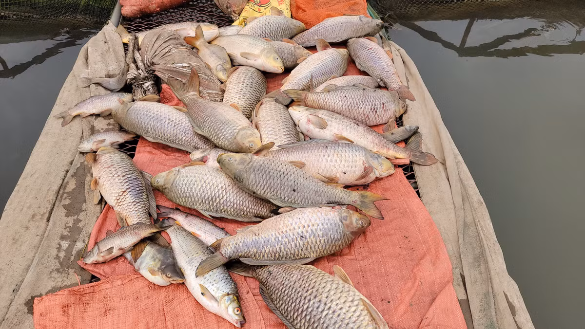 Thời gian gần đây, tại khu vực nuôi cá lồng trên sông Thái Bình ở xã Tiền Tiến, An Thượng và phường Nam Đồng (TP Hải Dương) xuất hiện tình trạng cá chết hàng loạt, ước tính lên đến hàng trăm tấn, gây thiệt hại hàng chục tỷ đồng cho các hộ nuôi cá.