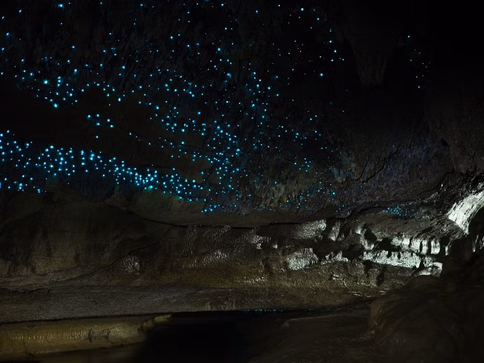Tại Dismals Canyon, số lượng dismalite đông nhất khi trứng ấu trùng nở vào hai thời điểm trong năm, cuối mùa xuân (giữa tháng 4 đến giữa tháng 5) và đầu mùa thu (giữa tháng 9 đến tháng 10). Khi ấy, chúng sẽ tạo nên màn trình diễn ánh sáng rực rỡ. Nhà sinh học Slappey-McCaffrey cho biết khí hậu ẩm ướt của hẻm núi sa thạch Dismals là điều kiện hoàn hảo cho sự sinh tồn của loài giun phát sáng. Ảnh: Great Vehicles News.