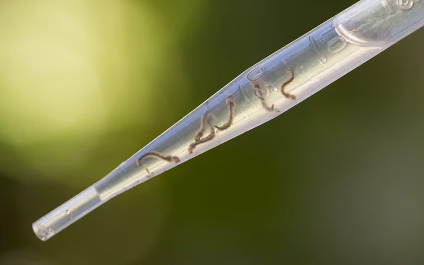 Ấu trùng của muỗi Aedes được tìm thấy bên trong một nhà kho ở Recife, Brazil.