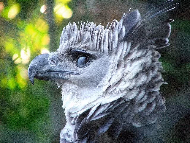 Đại bàng Harpy, tên khoa học Harpia harpyja, là một loài đại bàng của vùng Tân bắc giới. Đây là loài chim săn mồi lớn nhất được tìm thấy ở châu Mỹ và là một trong những loài đại bàng lớn nhất thế giới còn tồn tại. Đặc biệt, đại bàng Harpy còn được đánh giá là một trong những loài chim đẹp nhất trong vương quốc động vật. (Nguồn Boredomtherapy)