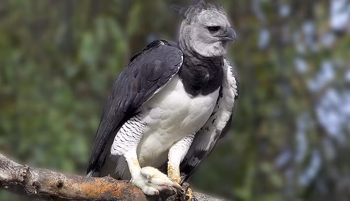 Khi còn mồi quá lớn và chúng không thể mang về tổ bởi quãng đường xa, đại bàng Harpy sẽ xé xác con mồi ăn tại chỗ và giấu kín xác con mồi, sau đó quay lại nhiều lần để ăn. (Ảnh: Pinterest)