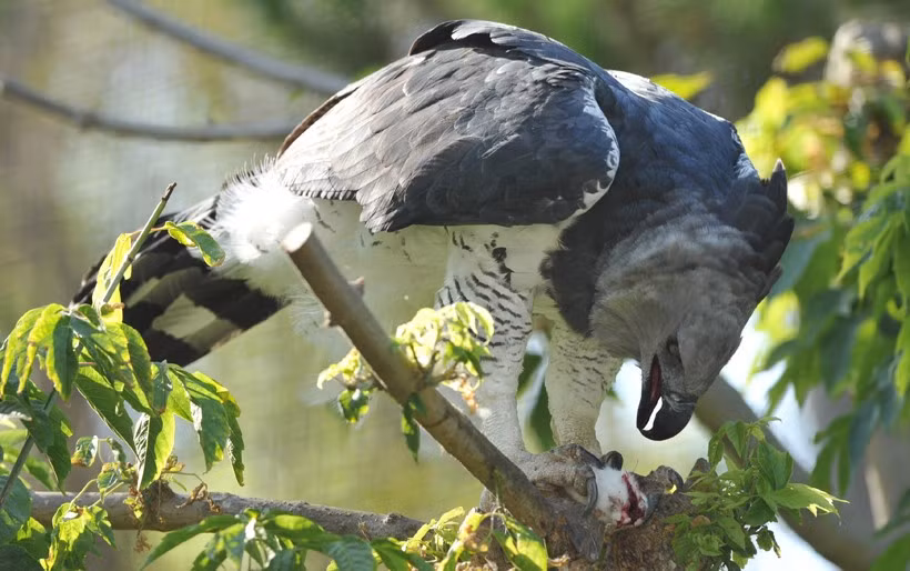 Điểm thú vị về đại bàng Harpy nữa là tên của loài đại bàng này xuất phát từ Hy Lạp cổ đại, gắn với loài thú thần thoại Harpy có khuôn mặt người và thân hình của một con đại bàng. (Ảnh: Aboutanimals)