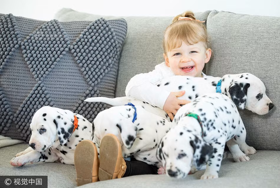 Theo tìm hiểu, chó đốm hay còn gọi là chó Dalmatian là một giống chó nhà có nguồn gốc từng vùng Dalmatia, nơi mà giống chó này được tìm thấy với đặc trưng là thân hình có những đốm đen trên nền lông trắng. (Nguồn Sina)