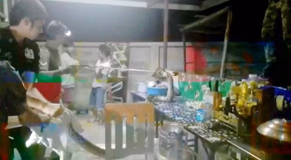 Sau khi bị bắt, con trăn được các nhân viên cứu hộ đưa tới nơi hoang dã, xa khu dân cư và thả về thiên nhiên. (Nguồn Sina)