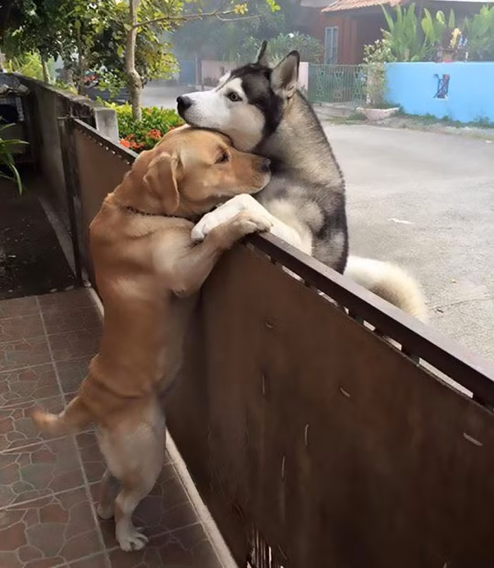 Cái ôm gây bão MXH của hai chú chó và sự thật cảm động Cai om gay bao MXH cua hai chu cho va su that cam dong