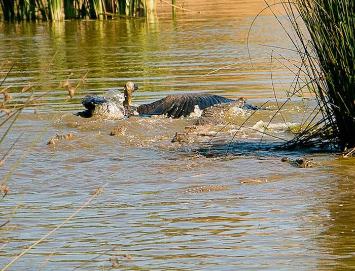 Trước đây, tại khu bảo tồn Victoria Falls Safari Lodge ở Zimbabwe, các du khách cũng đã vô cùng ngạc nhiên khi chứng kiến cảnh tượng cá sấu tấn công và ăn thịt kền kền. (Ảnh: Africa Geographic)