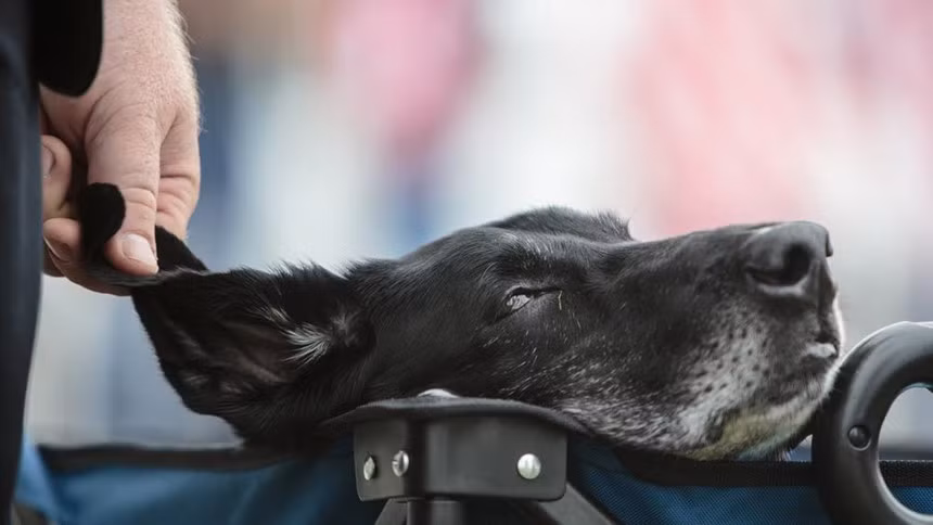 Cena, 10 tuổi, là con chó thuộc giống Labrador Retriever (thường gọi là Lab). Nó từng là chó đặc nhiệm của Thủy quân lục chiến Mỹ với nhiệm vụ phát hiện bom. Cena đã tham gia 3 chuyến hành quân đến Afghanistan trước khi "giải ngũ" vào năm 2014.