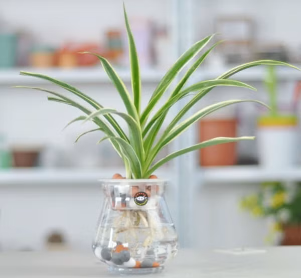  Cây nhền nhện: Đây cũng là một loại cây dễ sống, thường xuyên ra hoa và mọc cây con từ cây mẹ, trông rất đẹp mắt. Loại cây này có ích trong việc loại bỏ carbon monoxide, formaldehyde, xylen và toluen. 