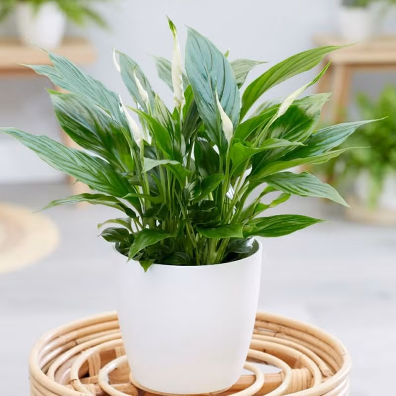 Hoa lan ý: Hoa lan ý là một loại cây cảnh phổ biến ở Việt Nam. Chúng rất dễ sống, dễ chăm sóc, có tác dụng làm sạch không khí, hấp thụ các chất độc hại như xylene, benzen, formaldehyde, amoniac, toluen.