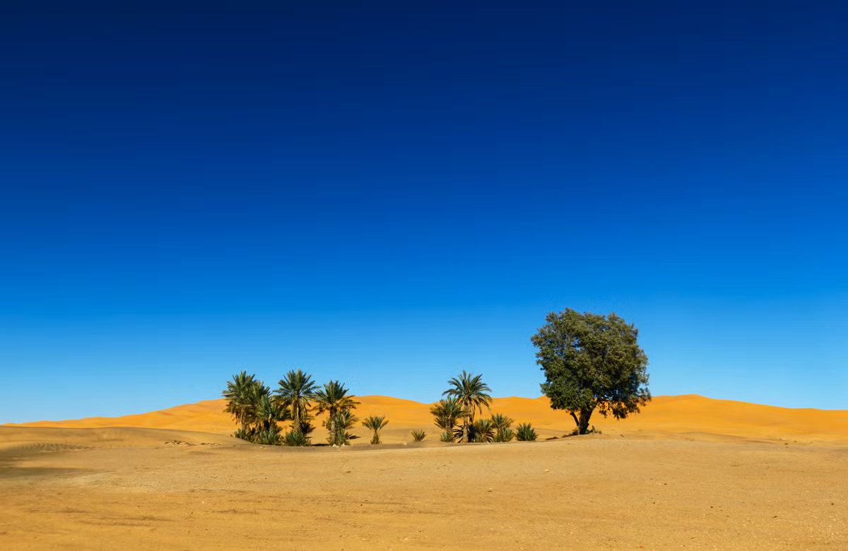 Ít ai biết rằng, trước khi trở thành "vùng đất chết" như hiện nay, sa mạc Sahara vào hơn 2,5 triệu năm trước từng là vùng đất sinh sống của nhiều loại động vật, thực vật.