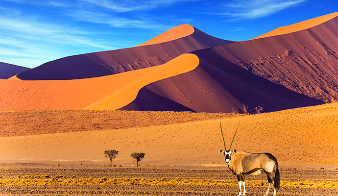 Khi đến sa mạc Namib, du khách có thể nhìn thấy những cây keo lạc đà (acacia erioloba), lan thiên tuế (welwitschia mirabilis) hay những con báo, đà điểm, linh dương sừng kiếm, voi...
