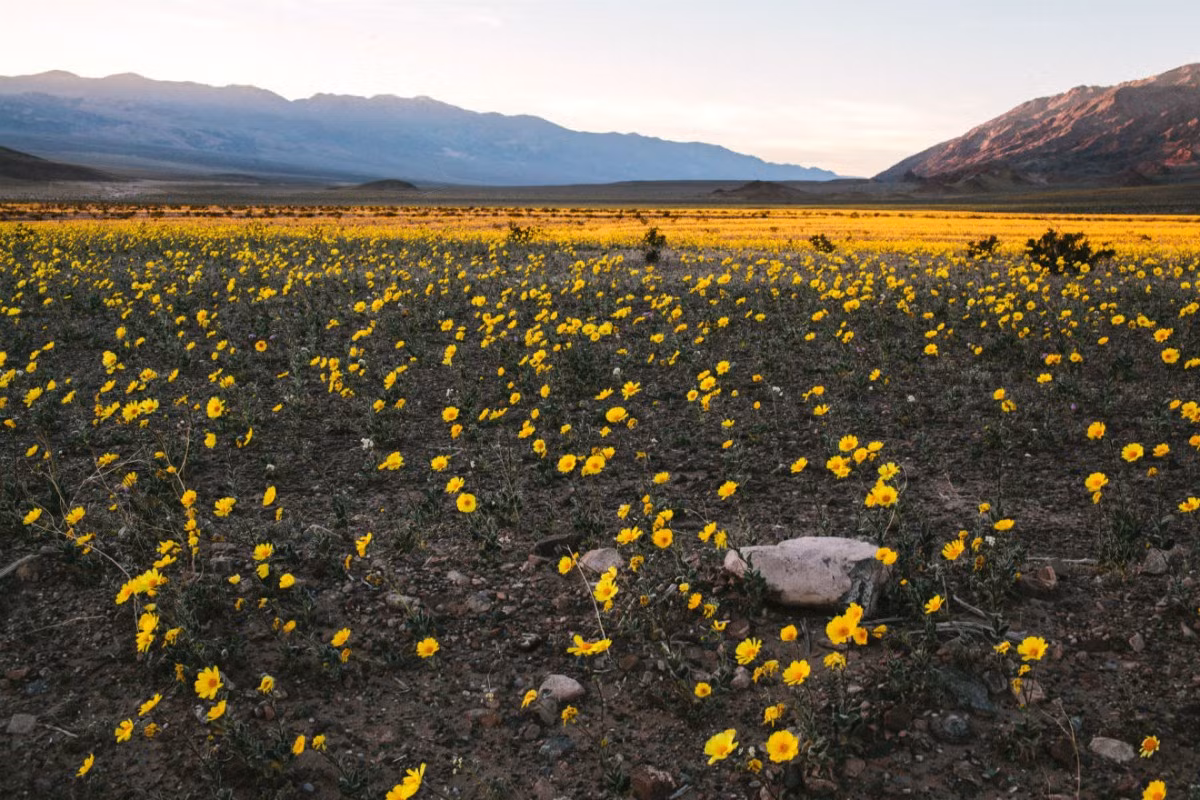 Khi ấy, thung lũng Chết Death Valley thu hút du khách với những "thảm hoa" màu vàng, tím, hồng, trắng...