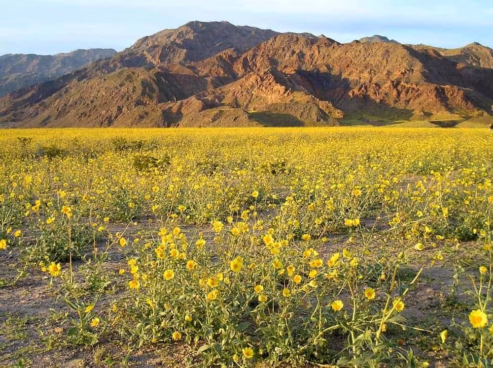 Trái với tên gọi, thung lũng Chết Death Valley vào mùa Xuân như trở thành vùng đất khác khi các loài hoa dại đồng loạt khoe sắc.