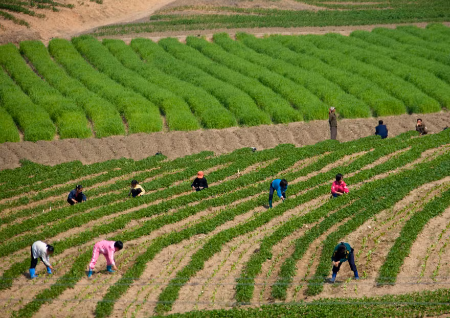 Nông dân làm việc cần mẫn trên cánh đồng.