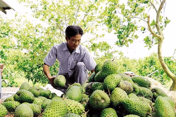 Mmãng cầu xiêm Cần Thơ - giống cây trồng cực kỳ hưng thịnh Mmang cau xiem Can Tho - giong cay trong cuc ky hung thinh