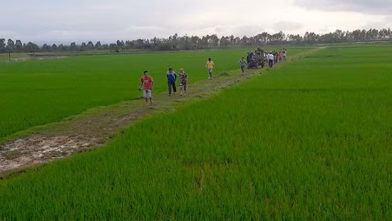 Hà Nội: Một phụ nữ bị sét đánh khi hái rau ngoài ruộng Ha Noi: Mot phu nu bi set danh khi hai rau ngoai ruong