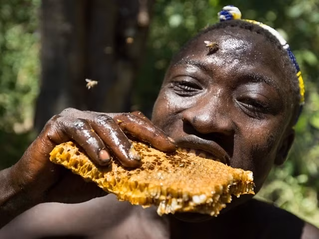 Một người đàn ông bộ tộc Hadza ăn miếng mật ong vừa tự hái lượm được. Ảnh: Brian Wood.