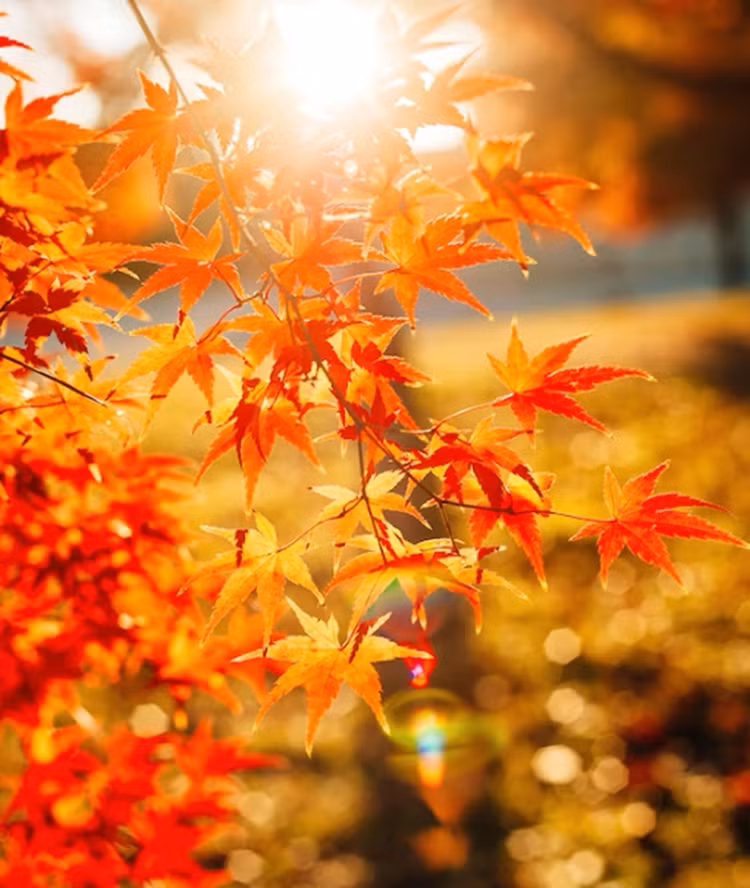 Khu vườn chùa Ginkaku-ji là một trong những nơi tuyệt vời nhất ở Kyoto để tận hưởng vẻ đẹp rực rỡ theo mùa này.