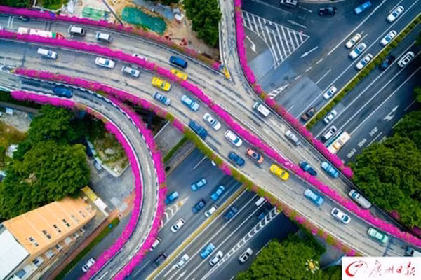 Vào độ tháng 8 cho đến tháng 11, du khách thập phương đến Quảng Châu, thủ phủ của tỉnh Quảng Đông chắc chắn sẽ không ngớt trầm trồ trước khung cảnh hoa giấy nở rộ trên các cầu vượt ở nơi đây.
