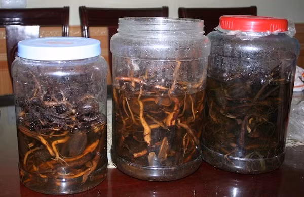 Ban Quản lý An toàn thực phẩm TPHCM cũng khuyến cáo, người dân không nên uống các loại rượu từ 30 độ trở lên quá 30ml/ngày. Không uống rượu ngâm với lá, rễ cây, phủ tạng động vật không rõ độc tính hay rượu ngâm theo kinh nghiệm cá nhân. Đặc biệt, không uống rượu không rõ nguồn gốc, khi đang đói, mệt hoặc đang uống thuốc điều trị. Một người bình thường không nên uống quá 1 đơn vị rượu/ngày (1 đơn vị rượu chứa 10 g cồn), tương đương 30 ml rượu mạnh (40 - 43 độ), 100ml rượu vang (13,5 độ), 330 ml bia hơi (5 độ), 2/3 chai 500 ml hoặc lon bia 330 ml (5 độ). Ảnh minh họa. 