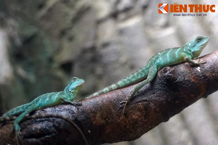 Rồng đất thường sống ở trung du và miền núi trong các bụi cây leo bên bờ suối. Chúng di chuyển nhanh nhẹn trên mặt đất, đôi khi leo lên cây và thường bám vào các cành cây mọc ngang trên mặt nước.