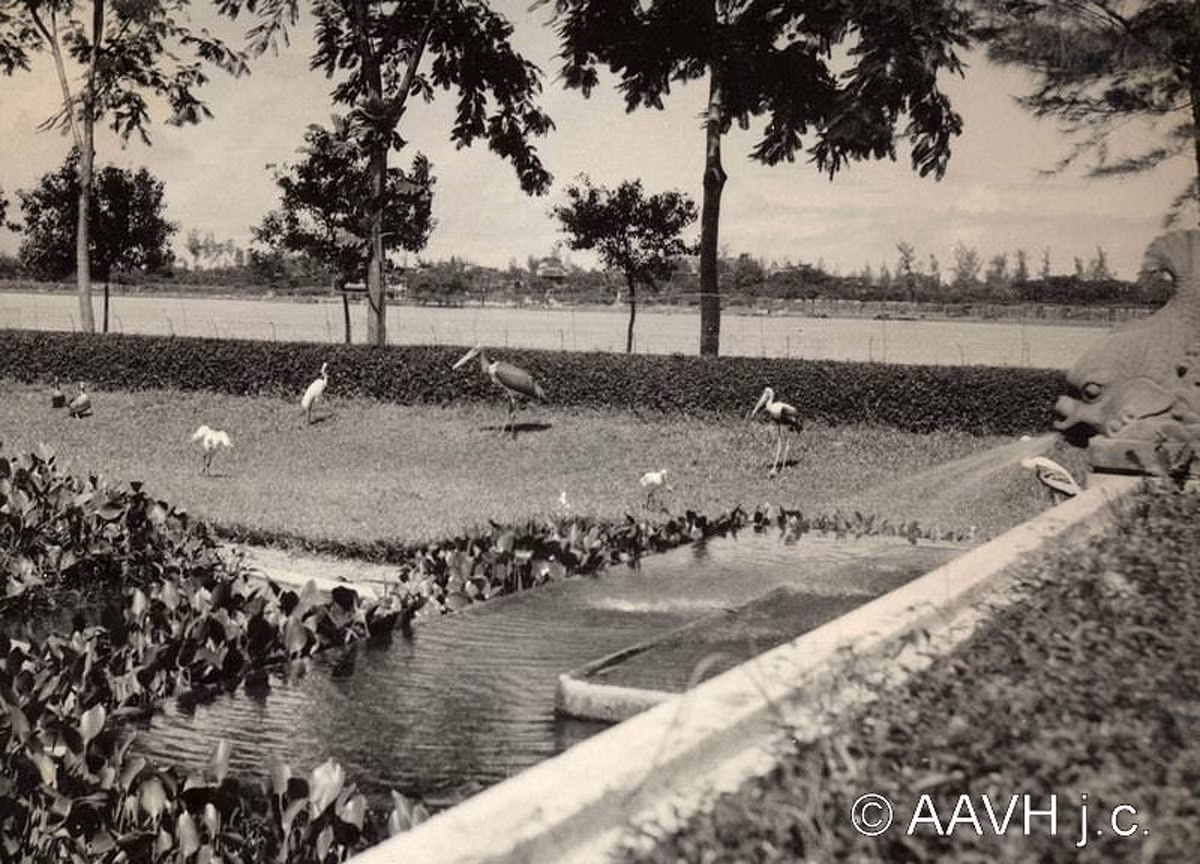 Các loài chim quý dược nuôi ở công viên bên bờ sông Hương, 1936.