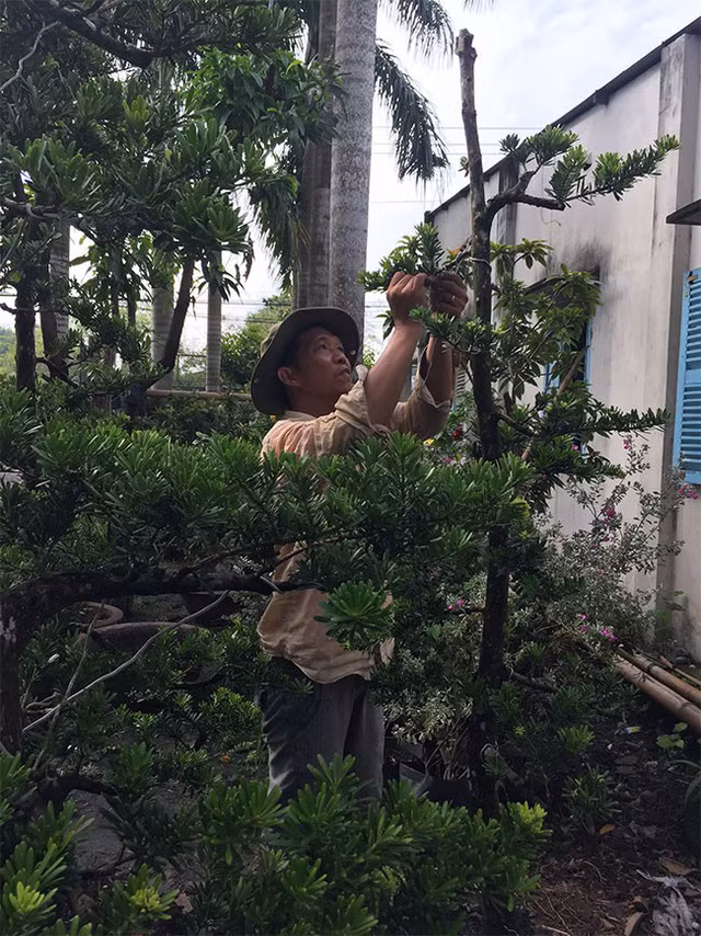 Cu ong roi xu dua len pho, lam vuon kieng doc la thu bac ty