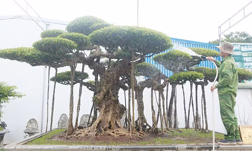 Ngắm bộ ba cây cảnh được “hét giá” hơn 1 triệu USD Ngam bo ba cay canh duoc “het gia” hon 1 trieu USD