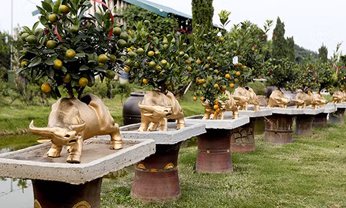 Thời điểm này, các nhà vườn trồng quất cảnh ở Tứ Liên (Tây Hồ, Hà Nội) đang tất bật chuẩn bị sản phẩm phục vụ Tết Nguyên đán 2021. Bên cạnh những chậu quất truyền thống, các nghệ nhân trồng quất tại đây đã tung ra thị trường mẫu độc đáo: Trâu vàng đủ hình dáng, kích cỡ, màu sắc, “cõng” trên lưng những cây quất bonsai thế đẹp, độc lạ phục vụ khách. Theo một số chủ nhà vườn, năm nay những chậu trâu vàng chở quất mang đến nhiều ý nghĩa đặc biệt.