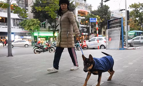 Ngày 16/12, Hà Nội tiếp tục rét đậm, rét hại với nhiệt độ thấp nhất giảm xuống mức 12 độ C. Người dân mặc ấm khi ra đường và không quên trang bị áo rét cho thú cưng.