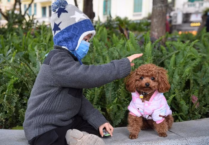 Đăng Minh, 3 tuổi đang chơi với chú chó giống poodle trong khi chờ bà tập thể dục bên hồ Gươm. Ngày 16/12, bà phải dành thêm 15 phút để mặc đồ cho cả cháu và thú cưng trước khi ra ngoài.