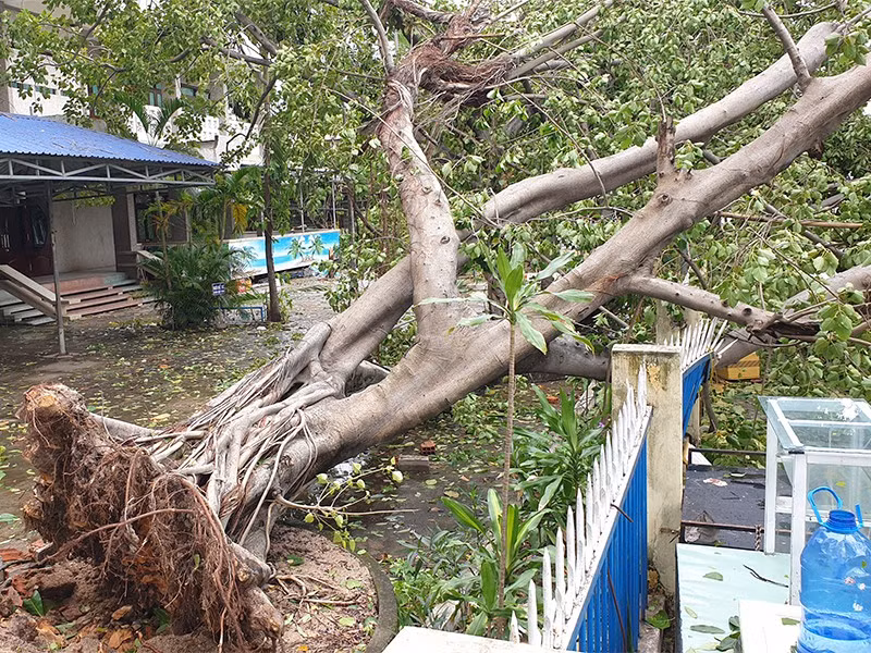 Một cây cổ thụ trong khuôn viên Thư viện tỉnh Bình Định bị bật gốc, đè ngã một đoạn tường rào của đơn vị này. Ảnh: Pháp luật TP HCM.