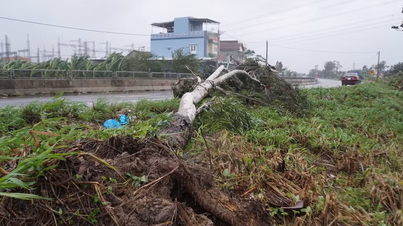 Cây ven đường bị ngã đổ. Ảnh: Pháp Luật Việt Nam.