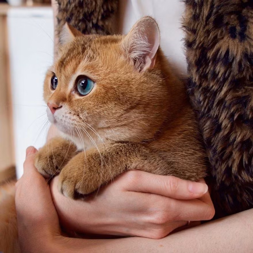 Năm nay được 2 tuổi, Hosico đang sống rất hạnh phúc cùng với chủ nhân của mình tại Moscow, Nga. (Nguồn Bored Panda)