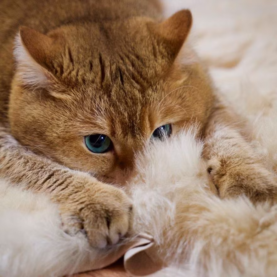 Hosico cũng khá là thích chơi những trò rình rập, trinh sát tuy nhiên chú mèo này nhút nhát, không thích người lạ, vật lạ. Thậm chí những vật quen thuộc để ở nơi khác cũng khiến Hosico giật mình, bất ngờ đầy khó chịu. (Nguồn Bored Panda)