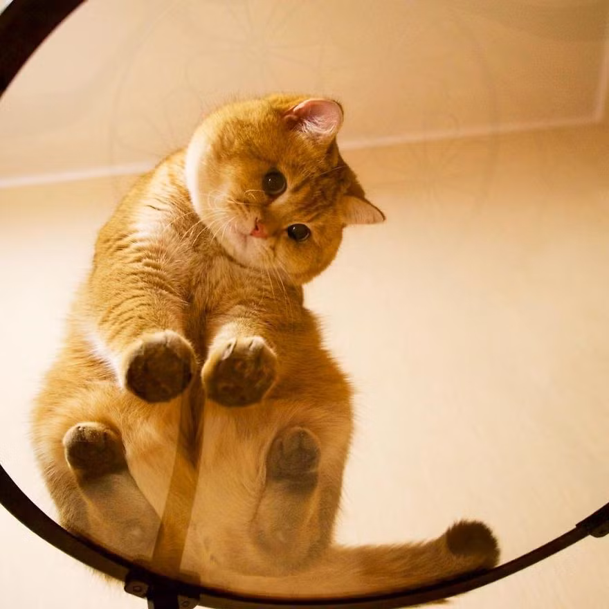 Sở thích của Hosico giống như nhiều chú mèo khác, đó là ăn, ngủ, chơi. (Nguồn Bored Panda)