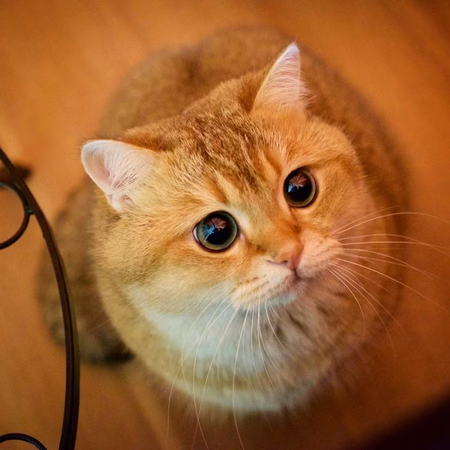 Khuôn mặt của Hosico được so sánh là giống hệt nhân vật hoạt hình nổi tiếng Mèo đi hia trong các câu truyện cổ tích và các bộ phim hoạt hình của hãng Disney. (Nguồn Bored Panda)