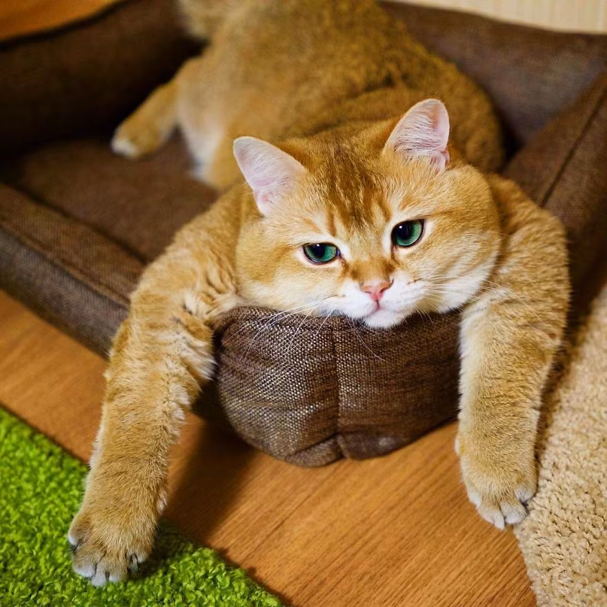 Có lẽ hiếm có chú mèo nổi tiếng nào ít chiêu trò hơn Hosico, chú mèo lông ngắn màu vàng béo bụng. Hosico thu hút mọi người bởi vẻ đáng yêu trời sinh của mình, hoàn toàn không phải vì cuộc sống sang chảnh hay những bộ quần áo bắt chước con người. (Nguồn Bored Panda)