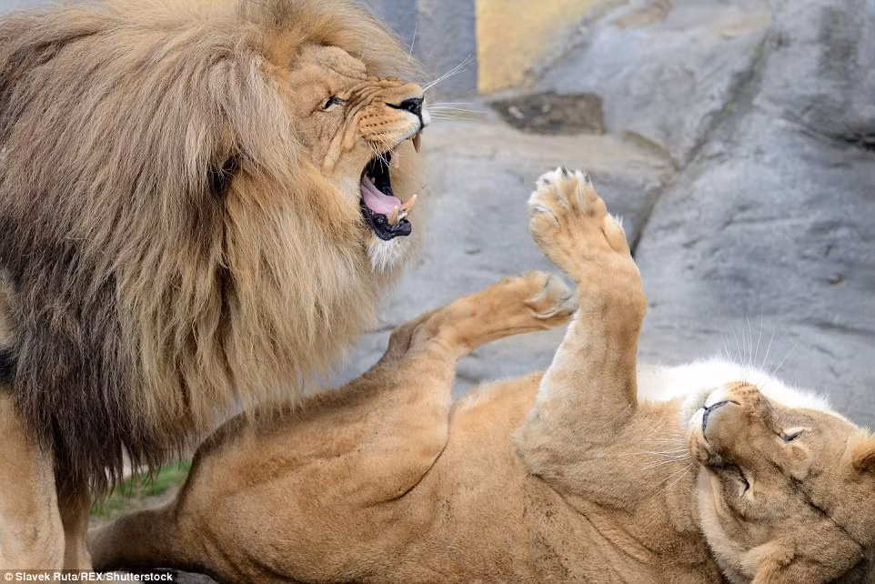 Thú vị là mặc dù Leon gầm thét dữ dội, Ronja dường như chẳng mấy lo sợ. Nó cũng không hề có bất cứ phản kháng nào. Dường như con sư tử cái thông minh biết rằng sư tử đực sẽ không làm hại nó. (Nguồn Dailymail)