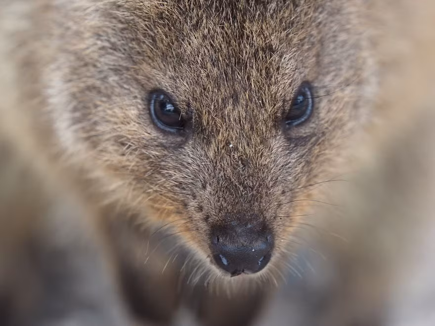 Với tính cách thân thiện, Quokkas không nề hà trong việc làm quen với con người, chúng sẵn sàng làm du khách vui vẻ bằng khuôn mặt và hành động đáng yêu của mình. (Nguồn Bored Panda)