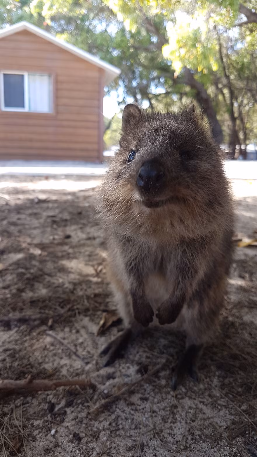 Trong quá khứ, nhiều du khách thấy Quokkas đáng yêu hiền lành đã không ngừng bắt nạt, trêu chọc chúng. Thậm chí một số người còn đối xử với loài động vật đáng yêu này một cách rất tàn nhẫn bằng cách ném hạt, chọc cây vào người Quokkas để gây chú ý. (Nguồn Bored Panda)
