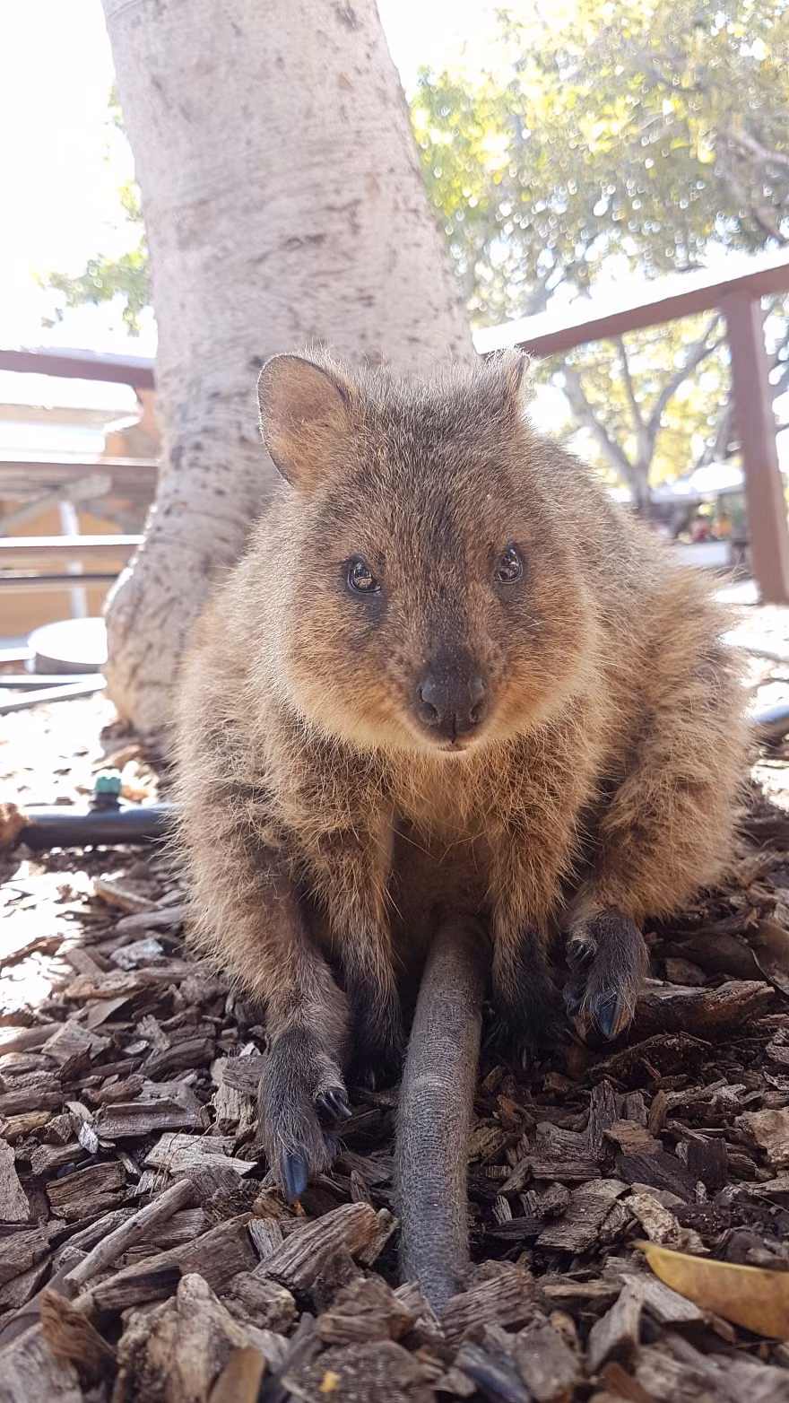 Trên thế giới có một loài động vật đáng yêu mang cái tên lạ lùng, Quokkas. Có tên khoa học là Setonix brachyurus, đây là một loài động vật có vú trong họ Macropodidae, bộ Hai răng cửa. Chúng là một loài thú có túi nhỏ, có họ hàng với kangaroo. (Nguồn Bored Panda)