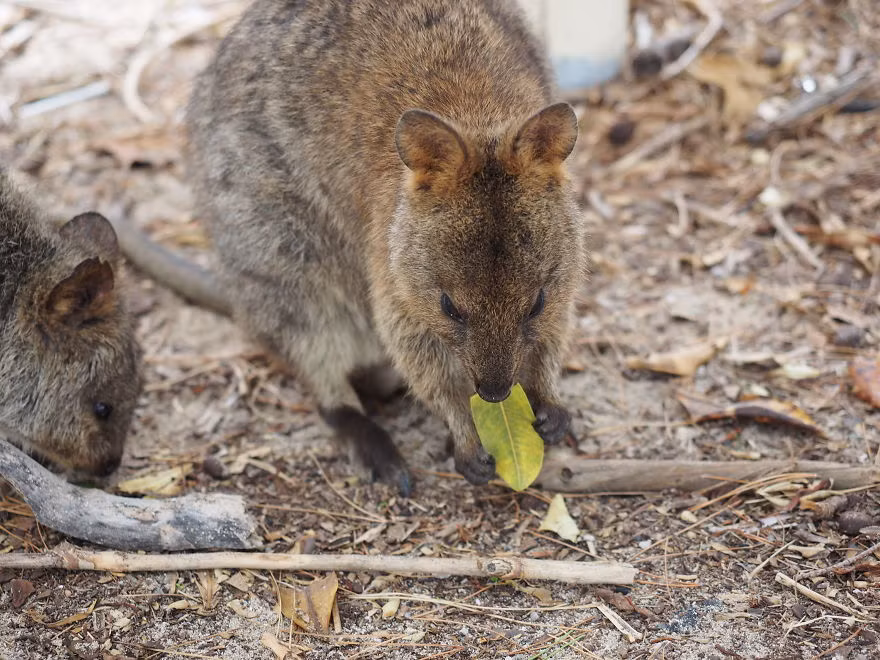 Các nhà bảo tồn động vật hoang dã cũng đưa ra lời khuyên rằng Quokkas thực sự không nên được nuôi làm thú cưng. (Nguồn Bored Panda)