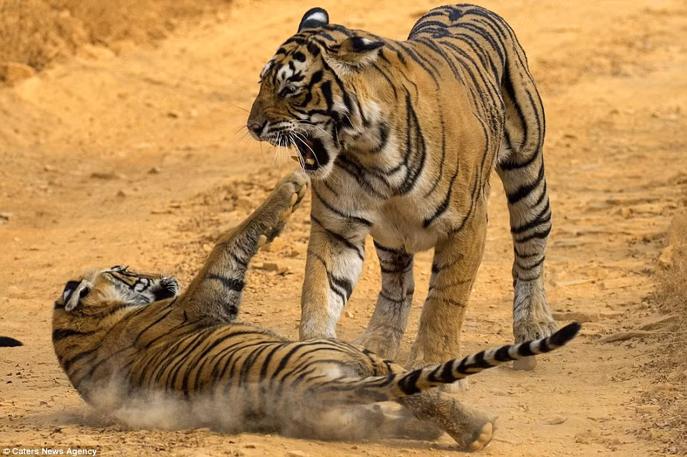 Không rõ lý do khiến Krishna phát cáu và gầm thét với con mình nhưng trông nó thực sự nổi cơn tam bành. (Nguồn Dailymail)